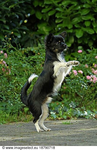 Young Chihuahua  6 months old  male  longhair tricolour  standing straight up on hind legs  FCI Standard No. 218  Chihuahua  6 months old  long-coated  standing straight up on hind domestic dog (canis lupus familiaris)