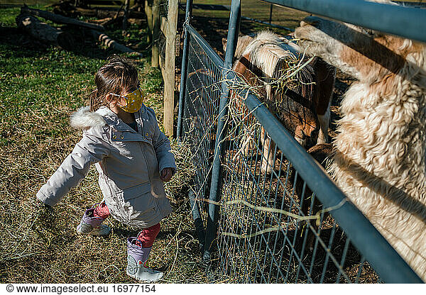 Young child girl feeding farm animals pony and alpaca