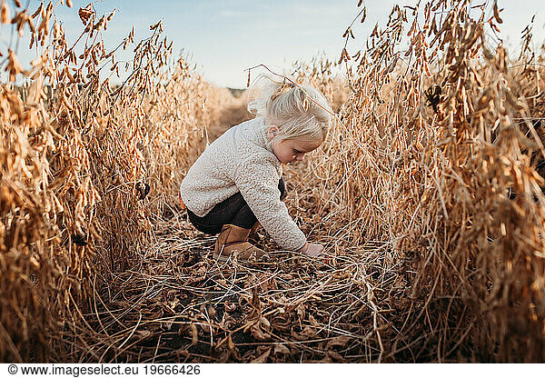 Young child kneeling down between rows of crops in golden field