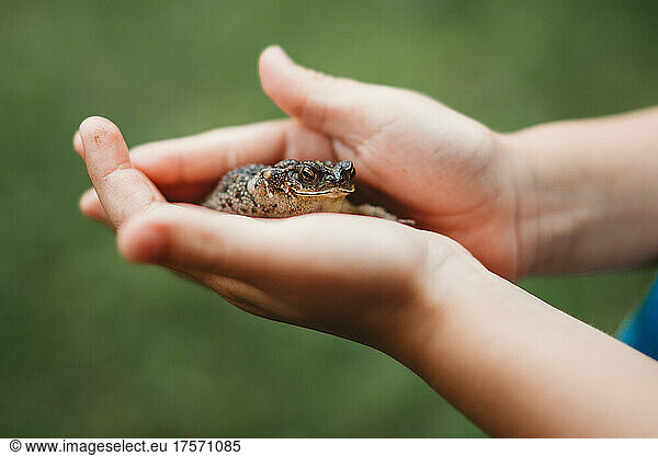 Young child's hands holding a cute small frog outside