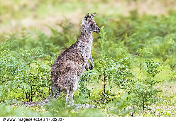 Young eastern grey kangaroo (Macropus giganteus) standing amid green plants