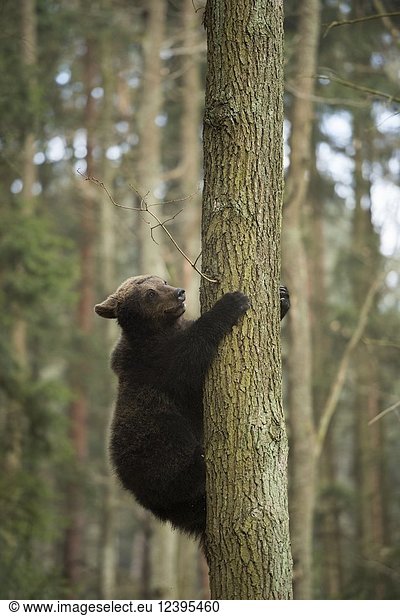 Young European Brown Bear ( Ursus arctos ) climbing up a tree trunk in a natural forest  Europe.