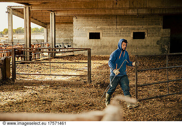 Young farmer boy opening the calf barn to clean it