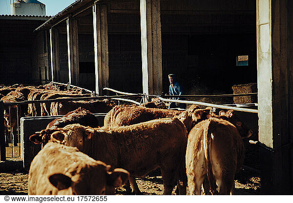 Young farmer inside the stable among the calves