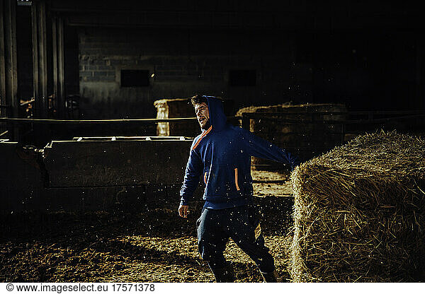 Young farmer preparing straw to feed the calves on his farm