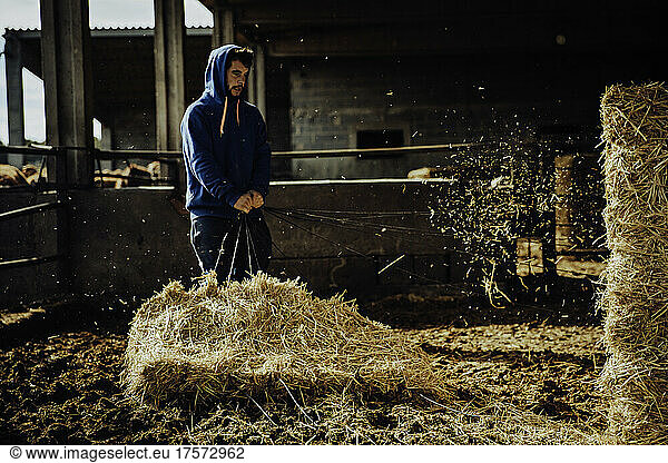Young farmer preparing straw to feed the calves on his farm