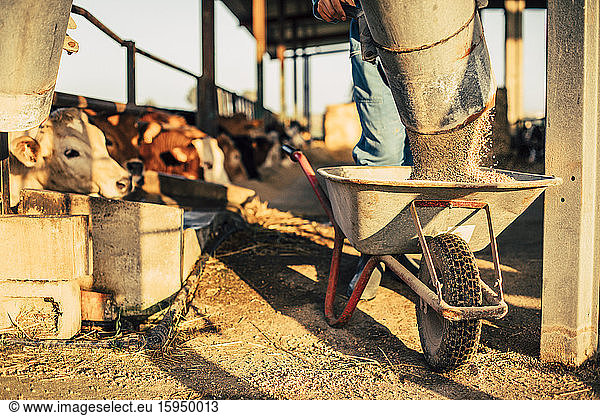 Young farmer unloading feed from a silo into wheelbarrow
