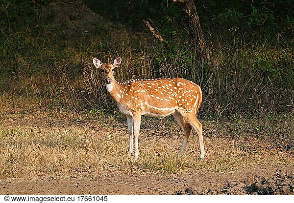 Young female chital or spotted deer grazing in fresh green graß in the forest of Ranthambore National Park. Safari  ecology tourism  animal protection concept. Rajasthan  India