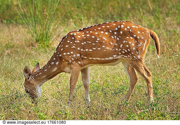 Young female chital or spotted deer grazing in fresh green graß in the forest of Ranthambore National Park. Safari  ecology tourism  animal protection concept. Rajasthan  India
