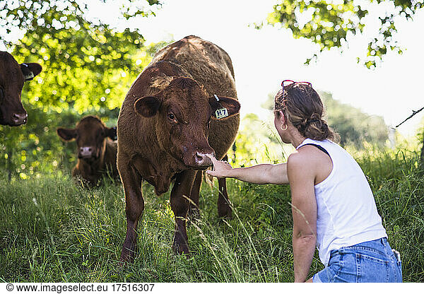 Young female farmer with cows outside in summer on New England farm