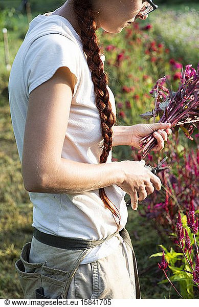 Young female farmer with long red braid cuts colorful flowers