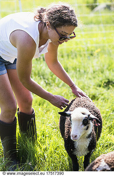 Young female farmer with Sheep outside in summer on New England farm