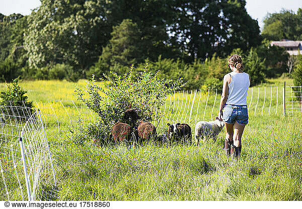 Young female farmer with sheep outside in summer on New England farm