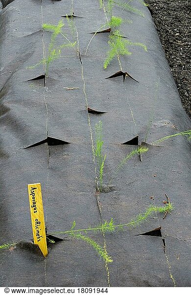 Young Garden asparagusplants (Asparagus officinalis) under propagation foil