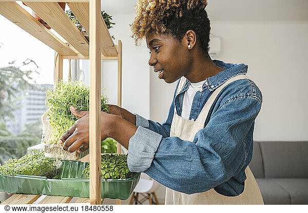 Young gardener putting microgreen on shelf at home