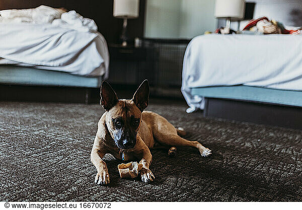 Young German Shepard Mix dog with bone in hotel room in Palm Springs