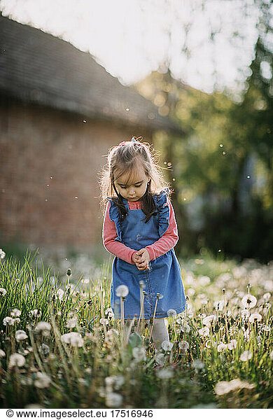 Young girl collecting dandelion seeds.