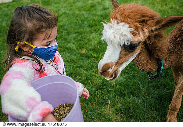 Young girl feeding alpaca from bucket