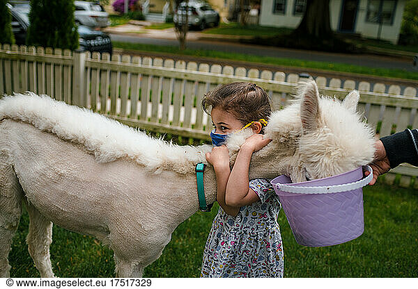 Young girl hugging alpaca in suburban yard
