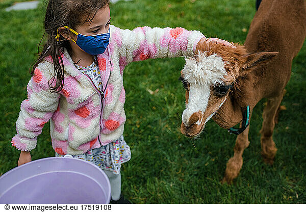 Young girl in face mask petting alpaca