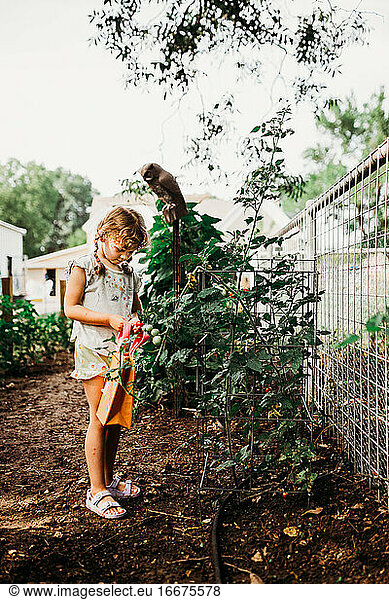 Young girl picking fresh tomatoes from back yard garden in summer