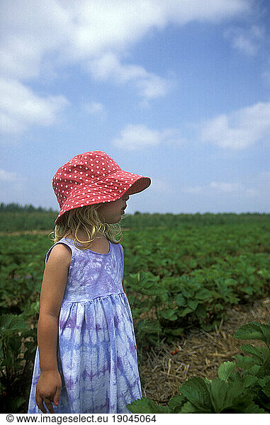 Young girl (2-4) picking stawberries on a farm in Maine.