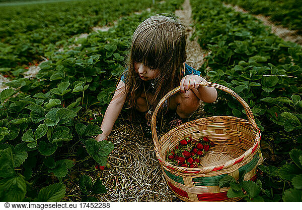Young girl picking strawberries in field with basket on summer day