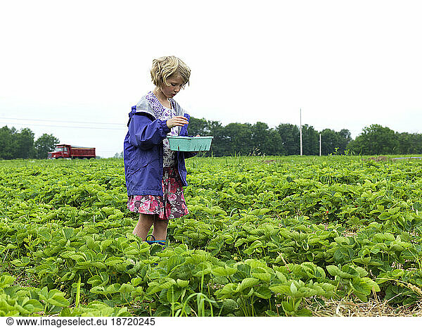 young girl picks strawberries