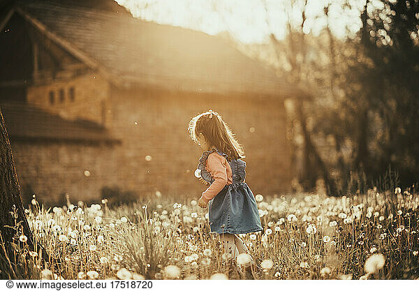 Young girl playing in a dandelion field.