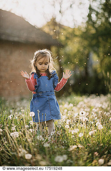 Young girl playing with dandelion blowballs.