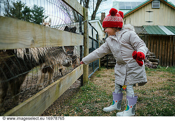 Young girl preschool age feeding pony and farm animals