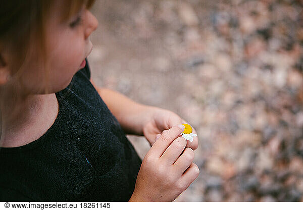 Young girl pulls petals off white and yellow daisy flower