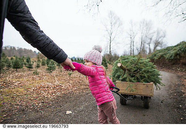 Young girl reaches for dads hand  help to pull Christmas tree