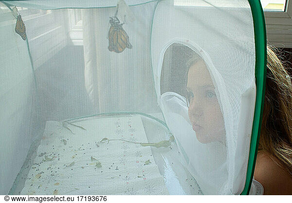 Young Girl watches as Monarch butterflies emerge from their chrysalises