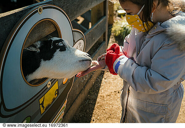 Young girl with face mask feeding farm animals baby cow