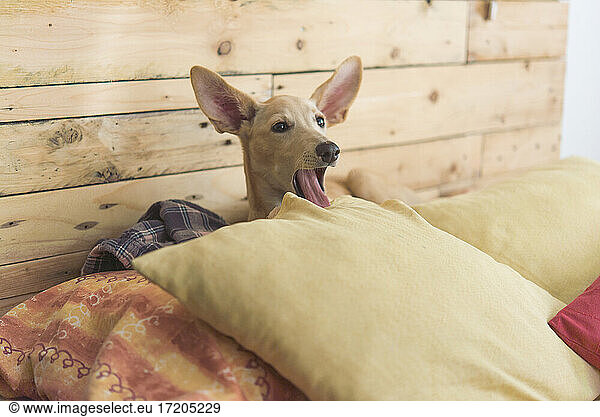 Young Greyhound dog looking away while sitting on bed at home