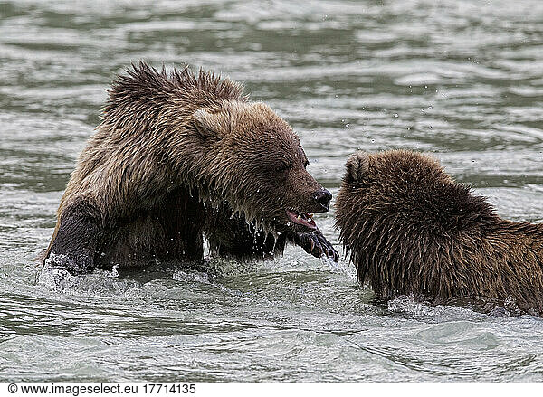 Young Grizzly Bears Play Fighting In The River