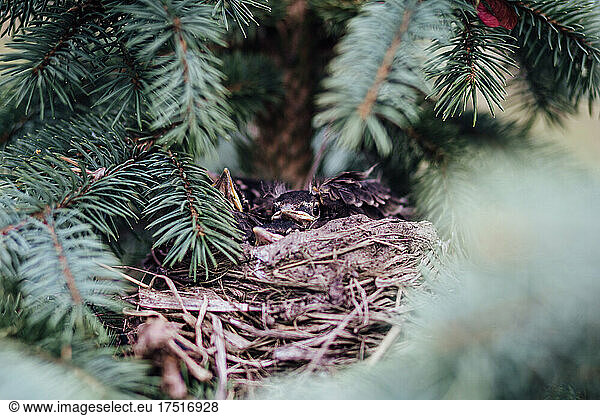 Young hatchlings in their nest in a sprice tree