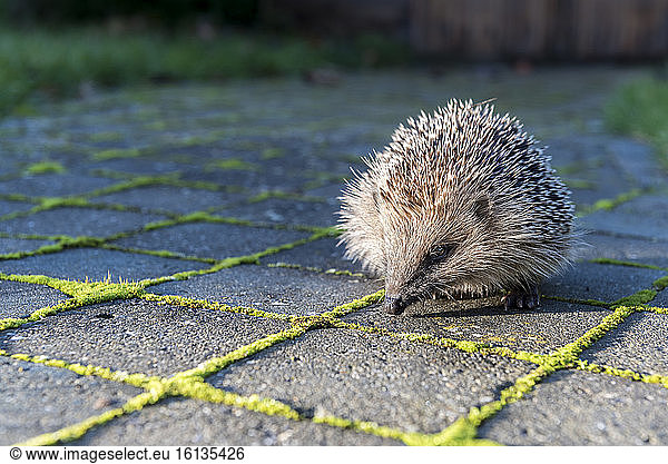 Young hedgehog (Erinaceus europaeus) in a garden in summer France
