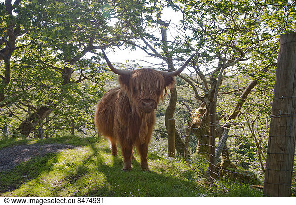 Young Highland Cattle  Isle of Mull  Scotland  United Kingdom