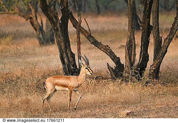 Young Indian bennetti gazelle or chinkara walking and grazing in the forest of Rathnambore National Park. Tourism elecogy environment background. Rajasthan  India