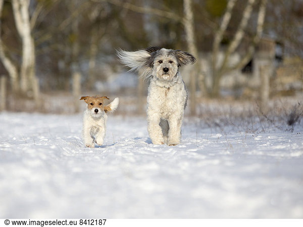 Young Jack Russell Terrier bitch and a mixed-breed dog walking together  Döberitzer Heide  Wustermark  Brandenburg  Germany