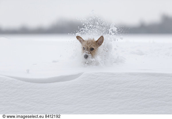Young Jack Russell Terrier bitch running across a field and sinking into the deep snow  Döberitzer Heath  Wustermark  Brandenburg  Germany