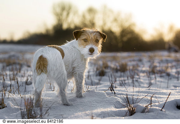 Young Jack Russell Terrier bitch standing on a snow-covered field in the morning light  Döberitzer Heide  Wustermark  Brandenburg  Germany