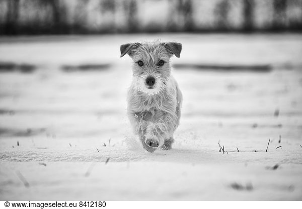 Young Jack Russell Terrier bitch walking in snow  Döberitzer Heide  Wustermark  Brandenburg  Germany