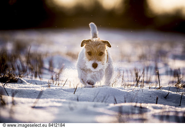 Young Jack Russell Terrier bitch walking over a snow-covered field in the morning light  Döberitzer Heide  Wustermark  Brandenburg  Germany