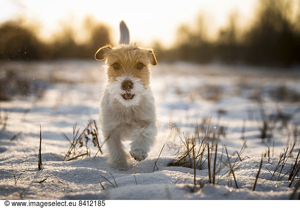 Young Jack Russell Terrier bitch walking over a snow-covered field in the morning light  Döberitzer Heide  Wustermark  Brandenburg  Germany