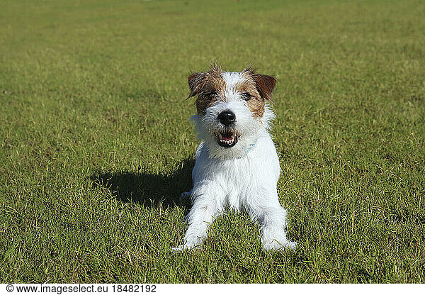 Young Jack Russell Terrier on grass at sunny day