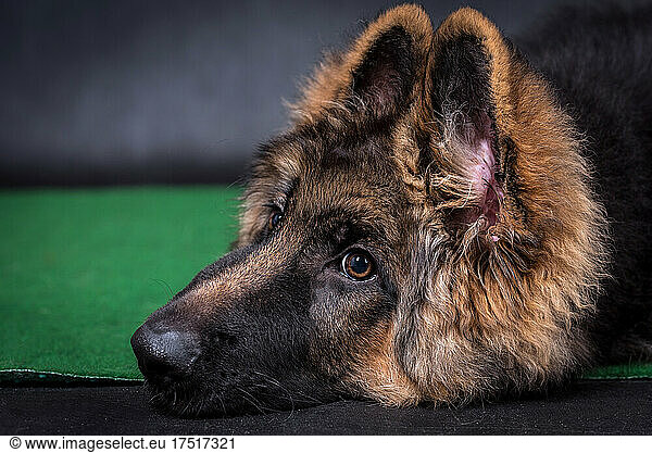 Young long haired German Shepherd