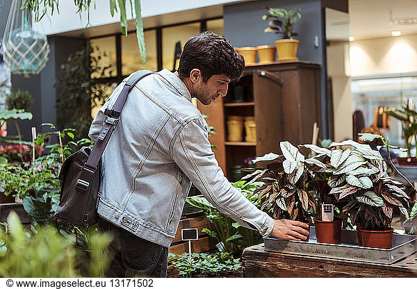 Young male customer looking at potted plants in store